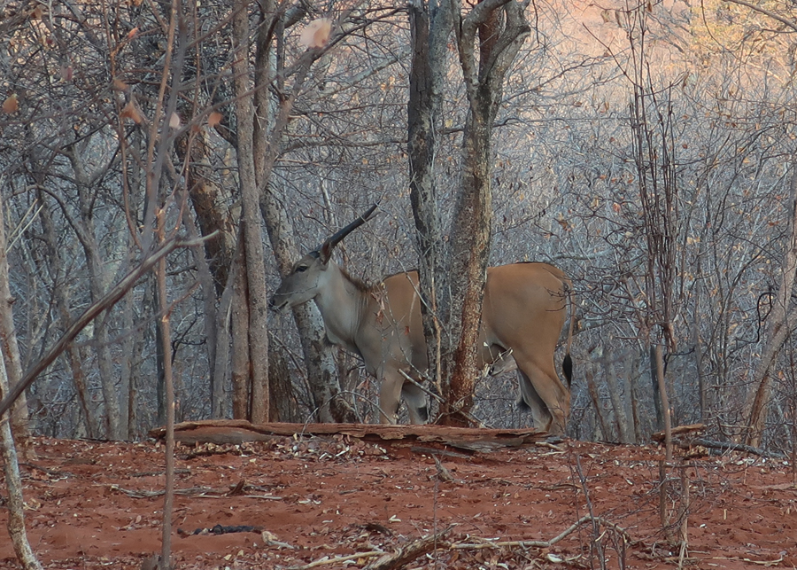 Kudus