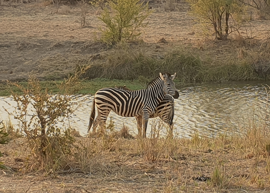 Zebras